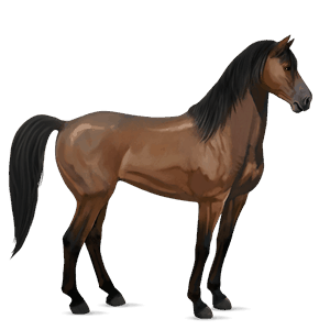 riding horse hanoverian dark bay
