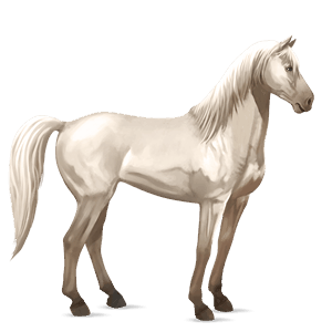 riding horse polish konik mouse grey