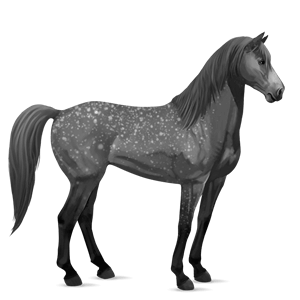 riding horse mustang dapple grey