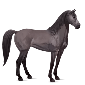 riding horse mustang mouse grey