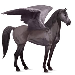 riding pegasus argentinean criollo cherry bay