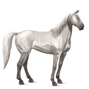 riding horse barb mouse grey