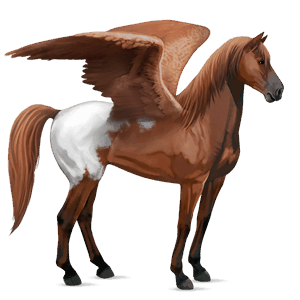 riding pegasus argentinean criollo bay