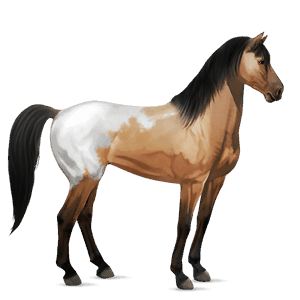 riding horse mustang chestnut