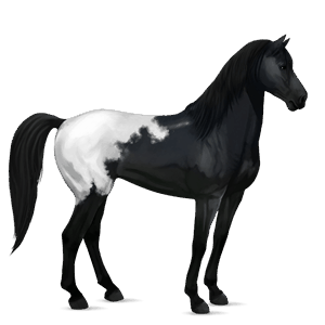 riding horse polish konik black