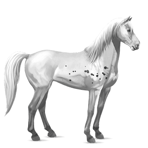 riding horse polish konik light grey