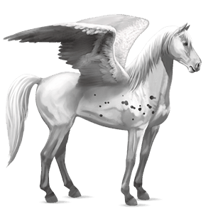 riding pegasus black