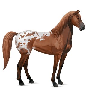 riding horse arabian horse light grey