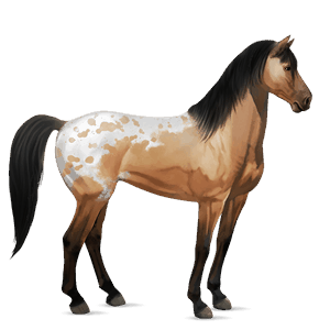riding horse akhal-teke liver chestnut