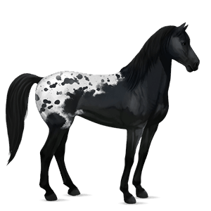 riding horse knabstrupper chestnut leopard 