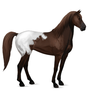 riding horse akhal-teke black