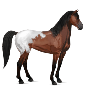 riding horse akhal-teke black