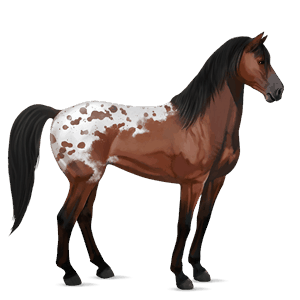 riding horse thoroughbred black