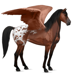 riding pegasus akhal-teke cherry bay