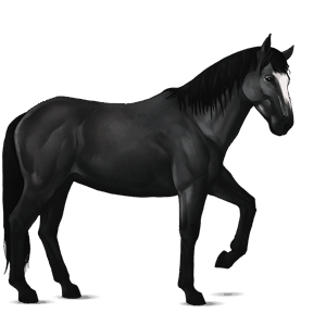 riding horse lipizzan black