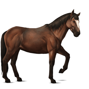 riding horse selle français liver chestnut