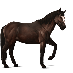riding horse argentinean criollo flaxen chestnut 