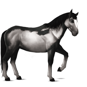 riding horse black overo