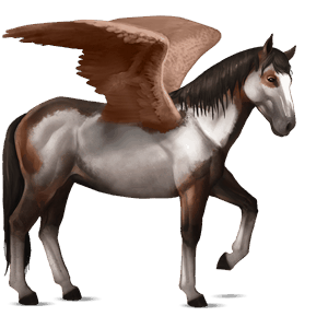 riding pegasus nokota dark bay overo
