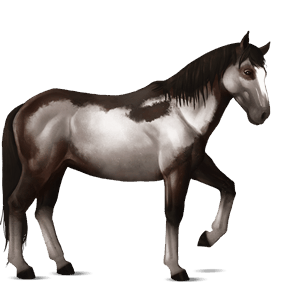 riding horse friesian black