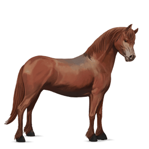 pony dartmoor chestnut