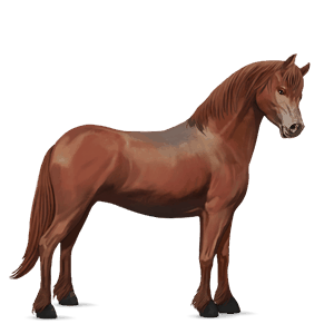 pony brunblakk