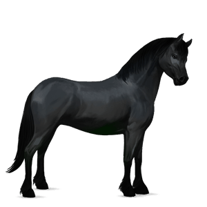 pony brunblakk