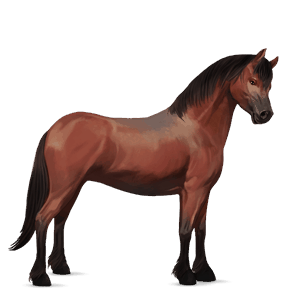 pony new forest dapple grey