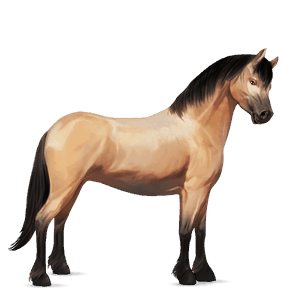 pony dartmoor dun