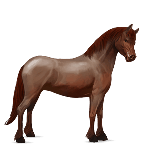 pony welsh strawberry roan