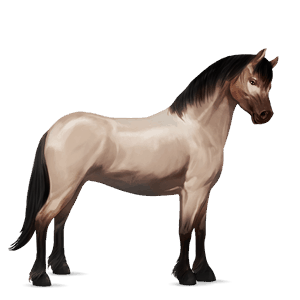 pony belgian riding pony flaxen liver chestnut 
