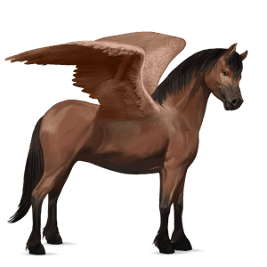 pegasus pony welsh bay
