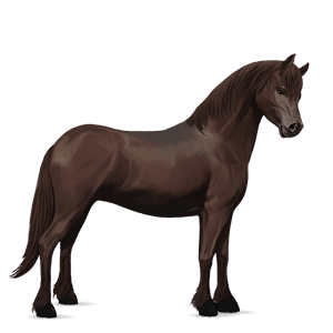pony shetland dark bay