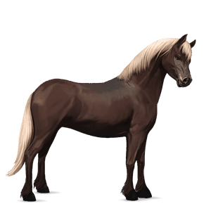 pony connemara flaxen liver chestnut 