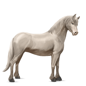 riding horse thoroughbred cremello