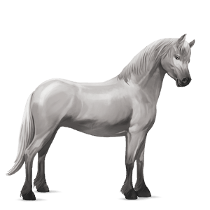 pony fjord brunblakk