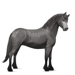 pony dapple grey