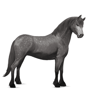 pony dartmoor dapple grey