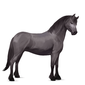pony highland pony black