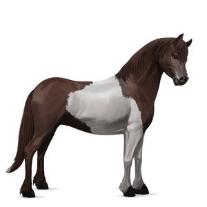 pony dartmoor dapple grey