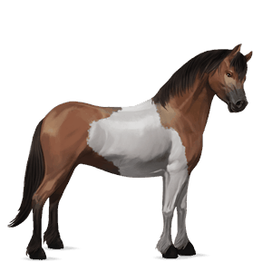 riding horse selle français dun