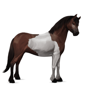 pony kerry bog dark bay tobiano