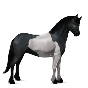 pony highland pony dun