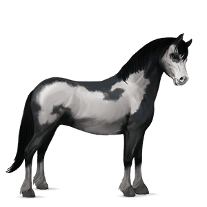 riding horse nokota black overo