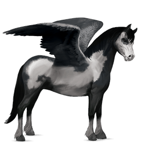 pegasus pony highland pony dapple grey