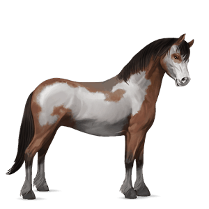 pony newfoundland pony liver chestnut