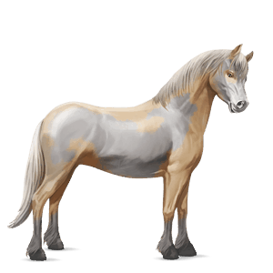 pony fjord ulsblakk