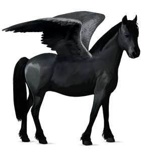 pegasus pony dartmoor black