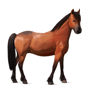 pony belgian riding pony chestnut