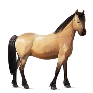 pony newfoundland pony dun